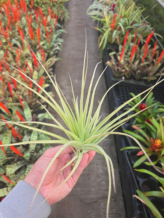 Tillandsia Pastel Perfection (T. arequitae X T. stricta) - Rainforest Flora