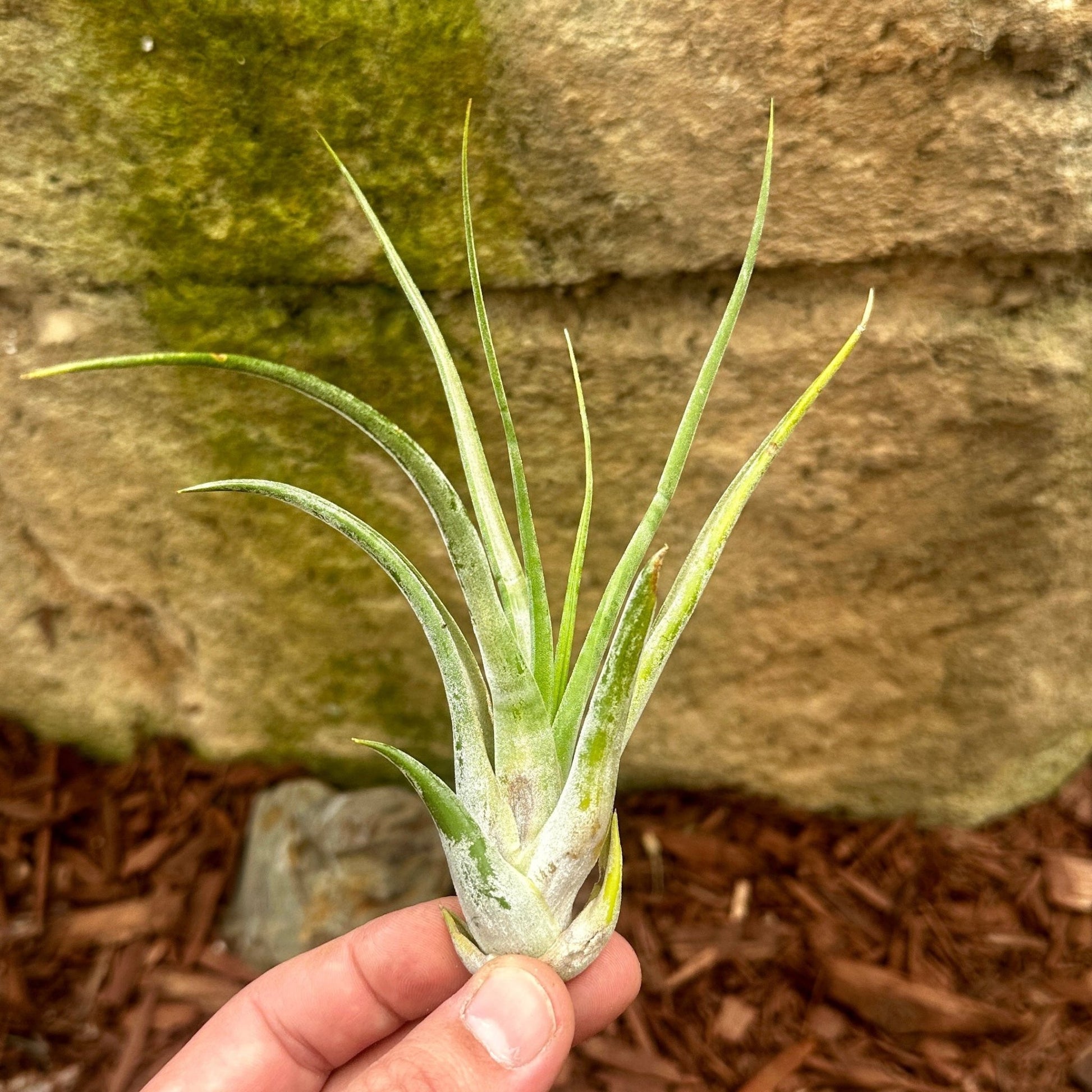 Tillandsia paucifolia - Rainforest Flora