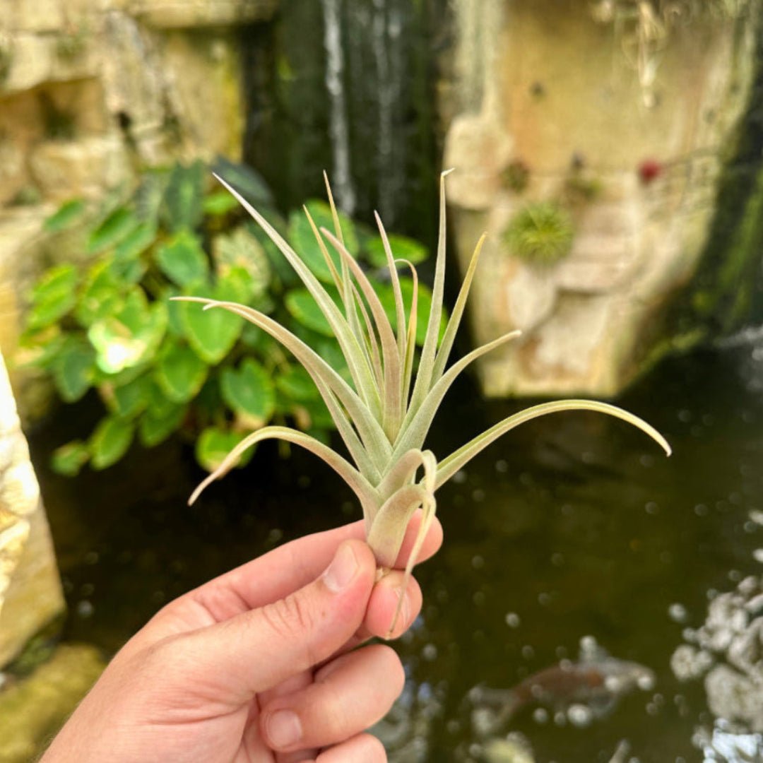 Tillandsia polzii - Rainforest Flora