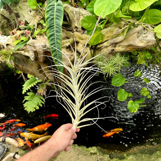 Tillandsia purpurea x Tillandsia straminea - Rainforest Flora