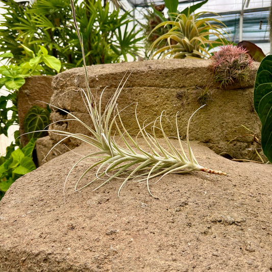 Tillandsia purpurea x Tillandsia straminea - Rainforest Flora