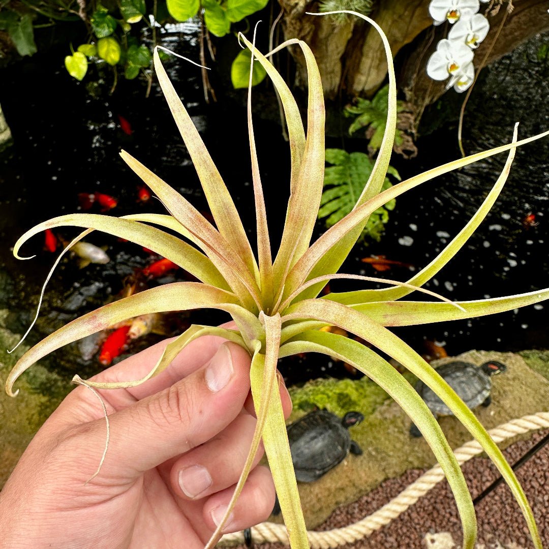 Tillandsia ‘Ragtime’ (T. brachycaulos x T. concolor Red Prince) - Rainforest Flora
