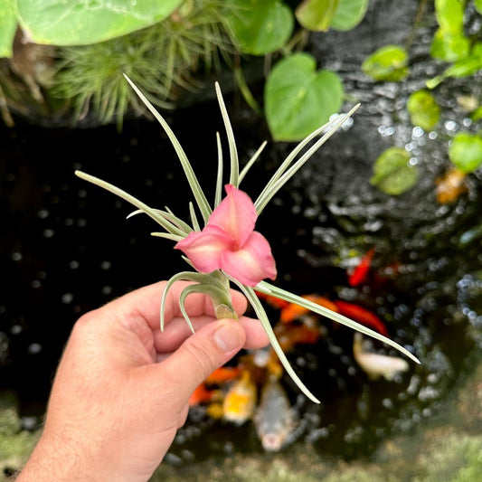 Tillandsia 'Rainbow Sherbert' (T. xiphioides x T. zecheri) - Rainforest Flora