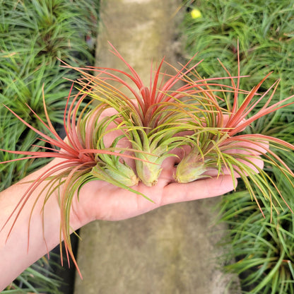 Tillandsia 'Rainforest Red' - Rainforest Flora