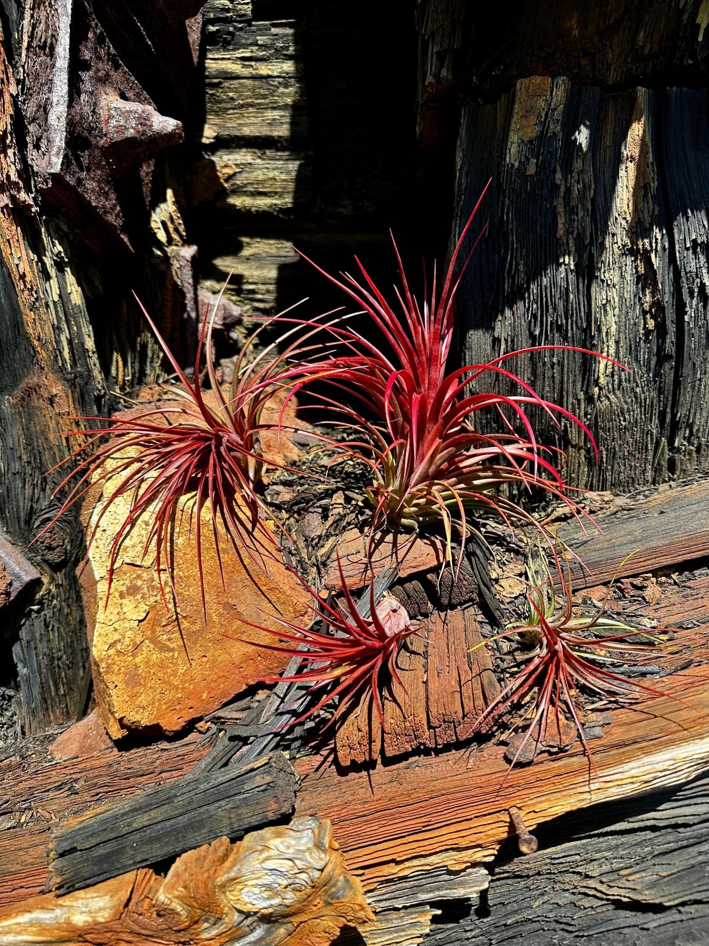 Tillandsia 'Rainforest Red' - Rainforest Flora