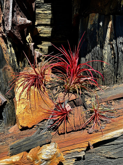 Tillandsia 'Rainforest Red' - Rainforest Flora