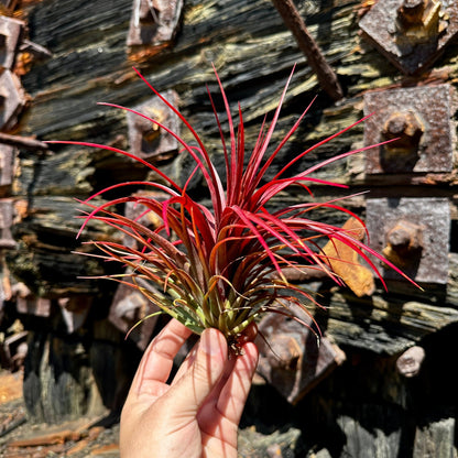 Tillandsia 'Rainforest Red' - Rainforest Flora