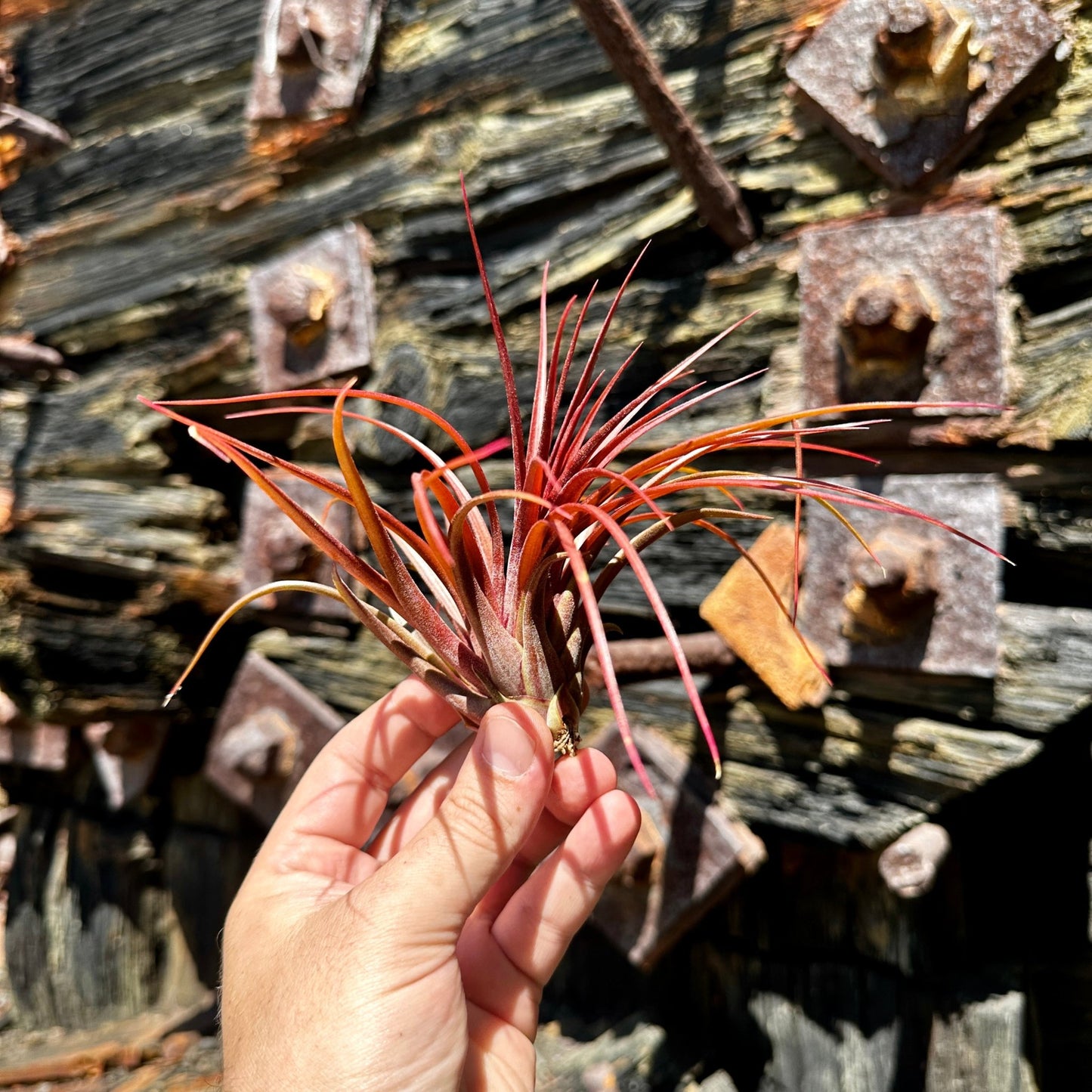 Tillandsia 'Rainforest Red' - Rainforest Flora