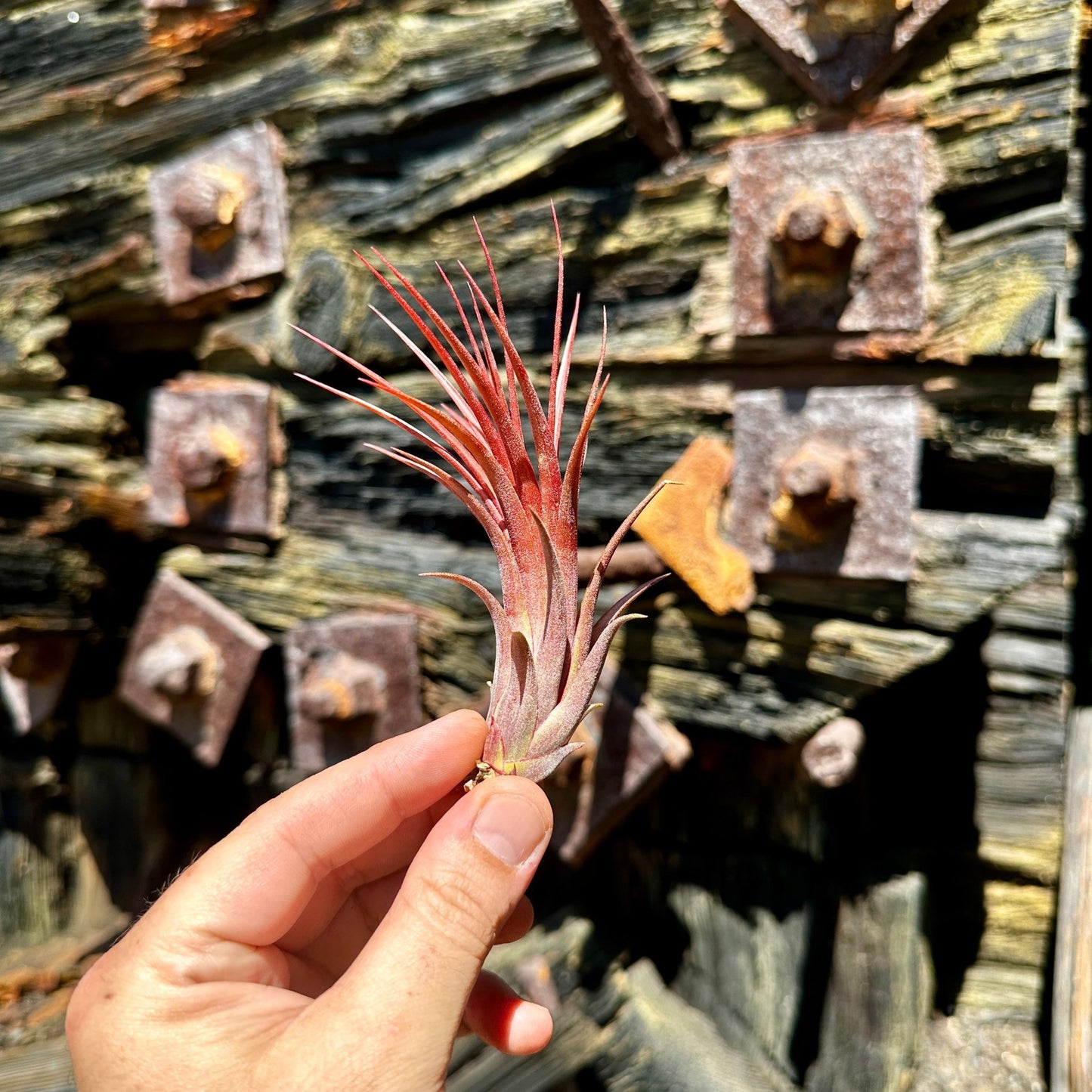 Tillandsia 'Rainforest Red' - Rainforest Flora