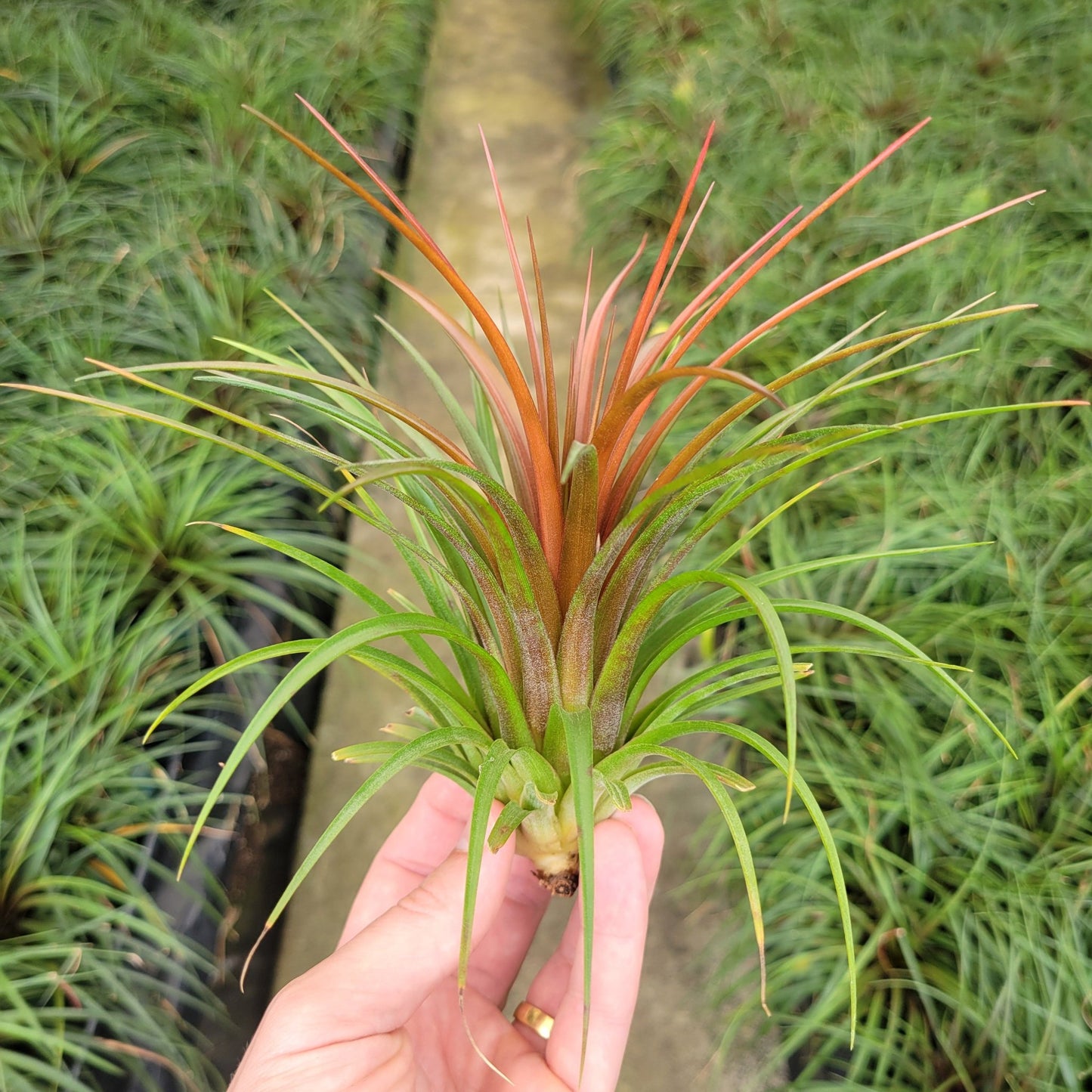 Tillandsia 'Rainforest Red' - Rainforest Flora