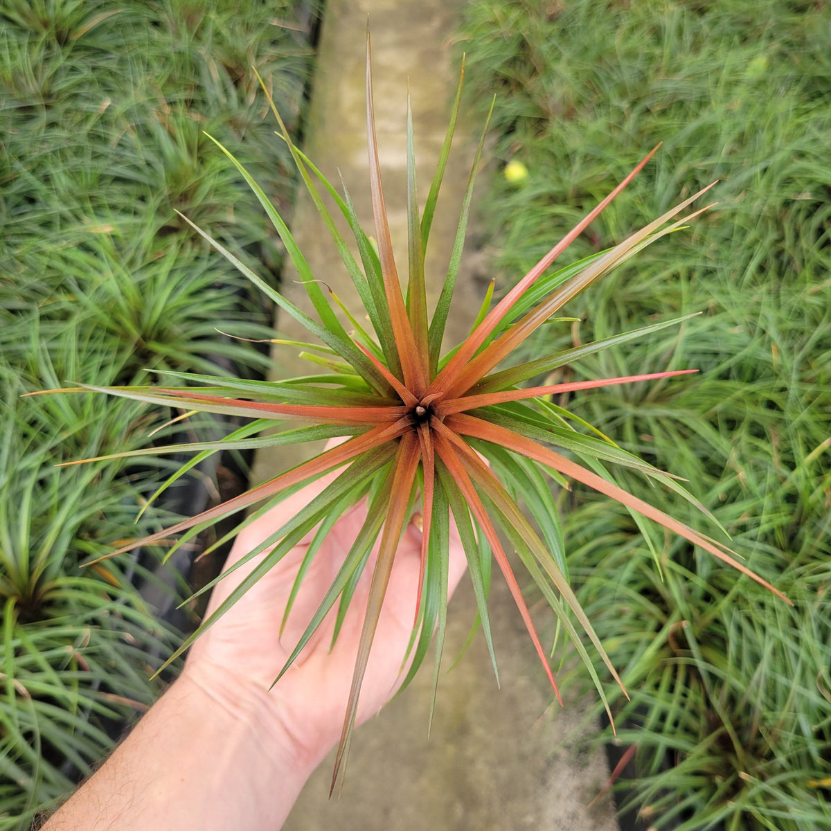 red air plant Tillandsia 'Rainforest Red' – Rainforest Flora