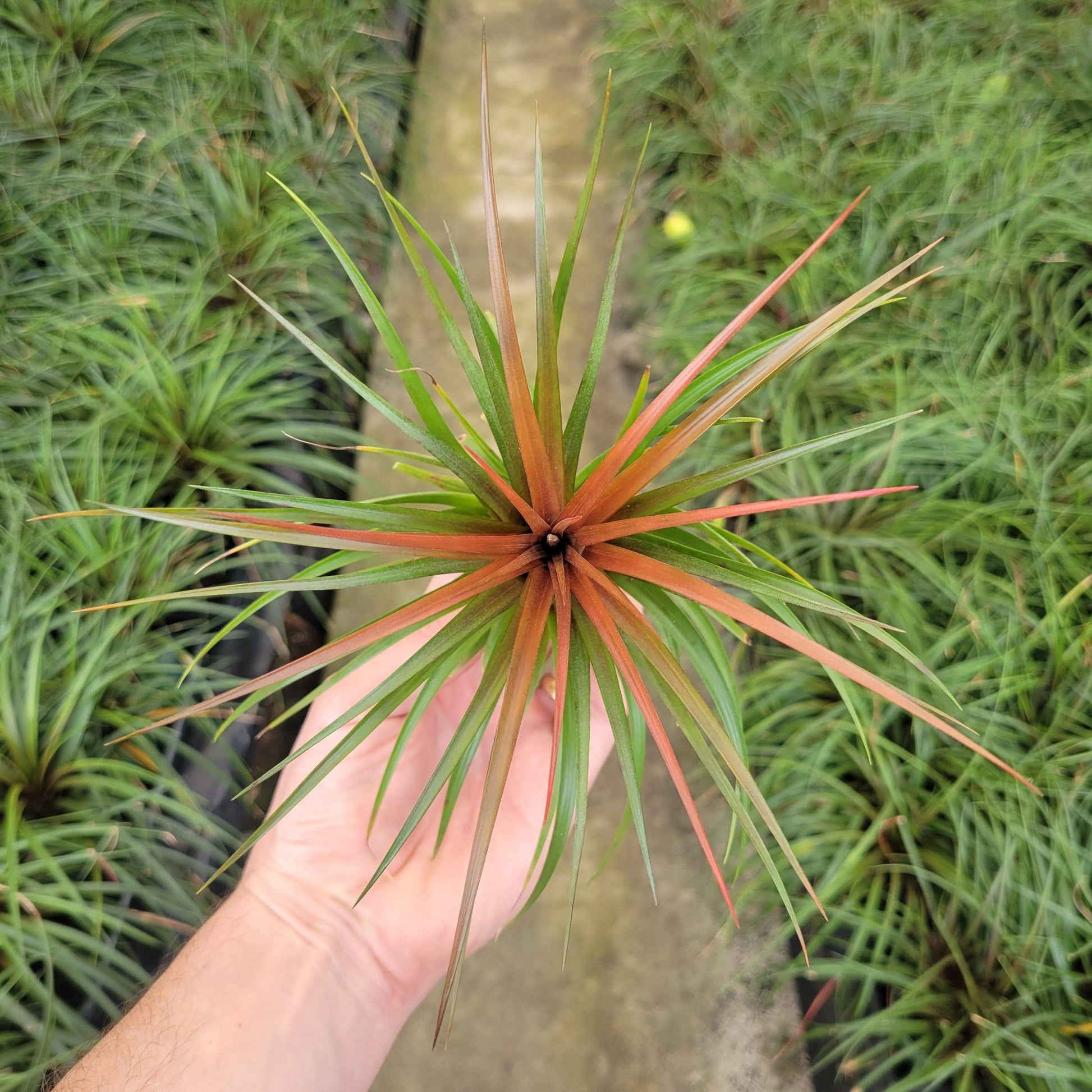 red air plants for sale Tillandsia 'Rainforest Red'