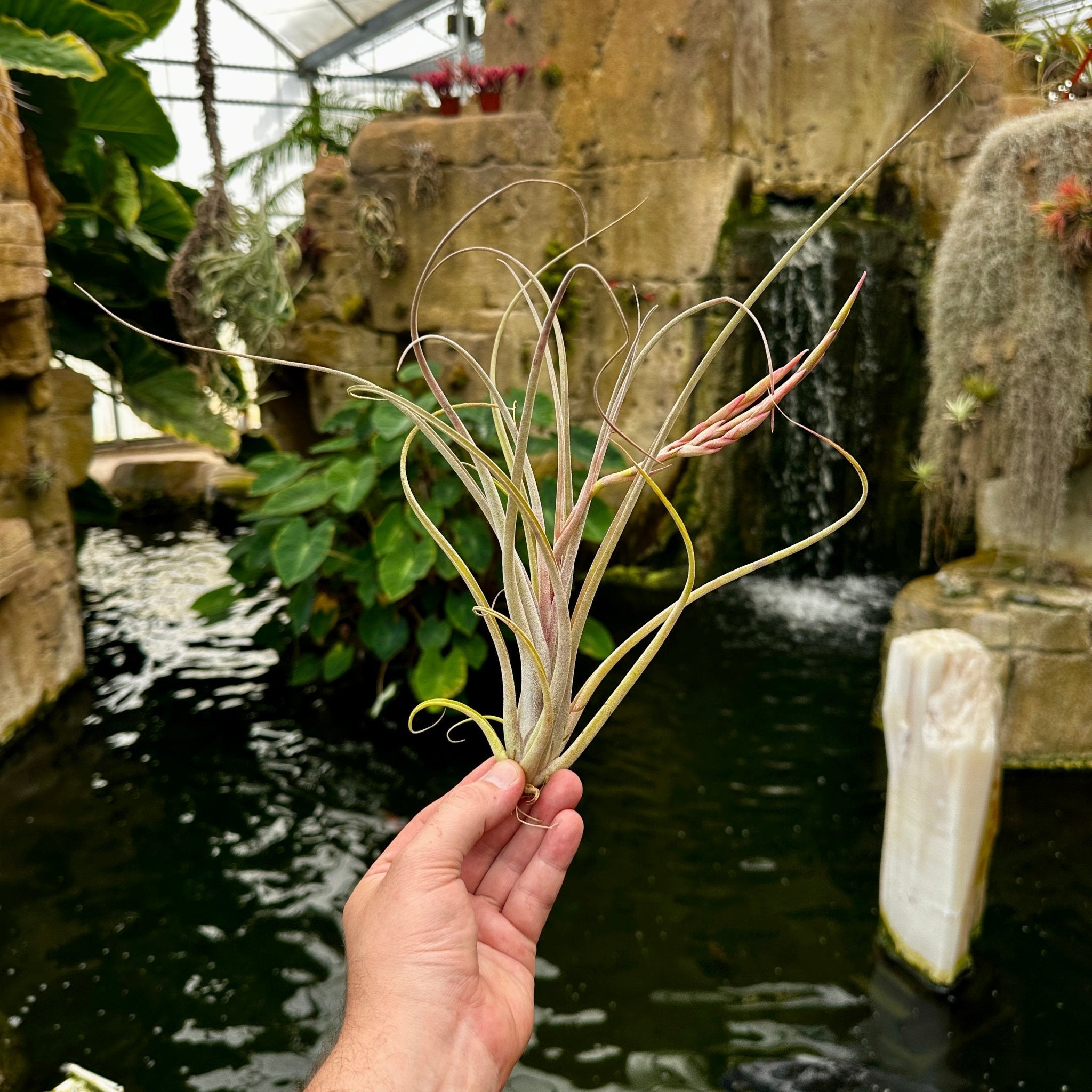 Tillandsia 'Rainforest Rhodium' (T. exserta x T. caput-medusae