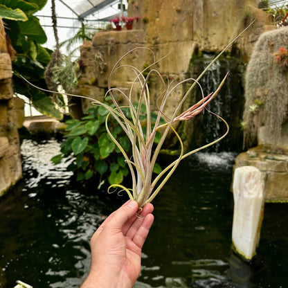 Tillandsia 'Rainforest Rhodium' (T. exserta x T. caput - medusae) - Rainforest Flora