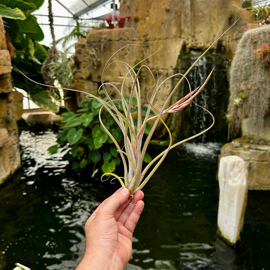 Tillandsia 'Rainforest Rhodium' (T. exserta x T. caput - medusae) - Rainforest Flora