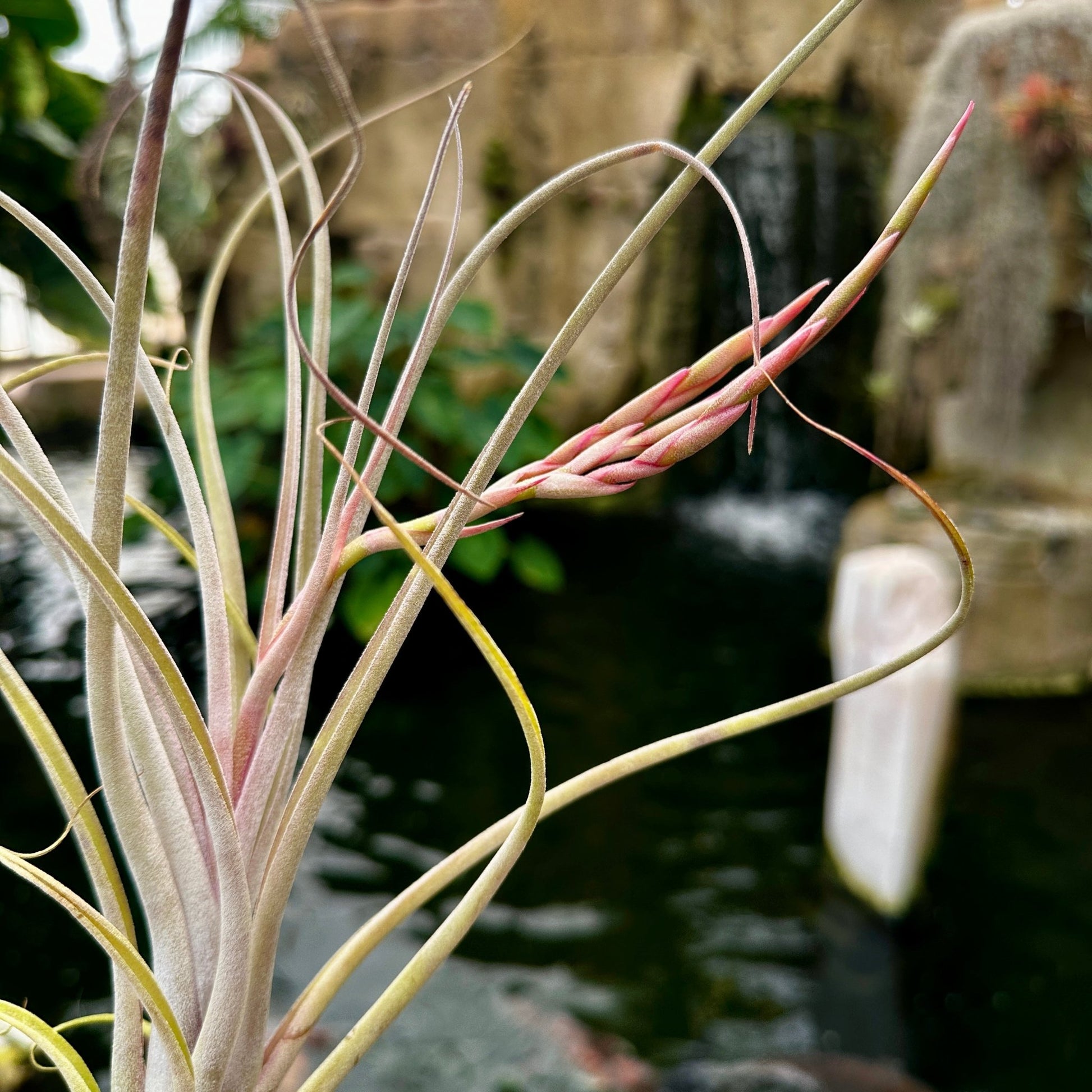 Tillandsia 'Rainforest Rhodium' (T. exserta x T. caput - medusae) - Rainforest Flora