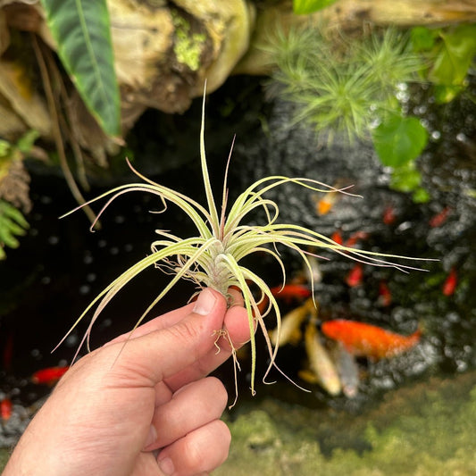Tillandsia rectifolia - Rainforest Flora
