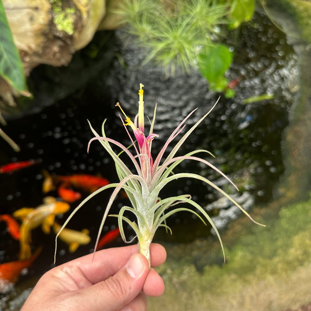 Tillandsia rectifolia - Rainforest Flora