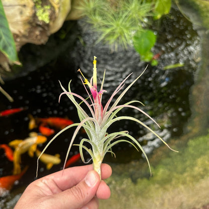 Tillandsia rectifolia - Rainforest Flora