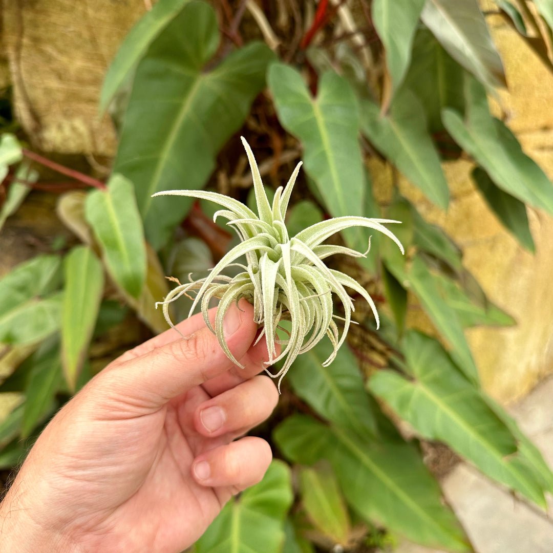 Tillandsia recurvifolia var subsecudifolia - Rainforest Flora