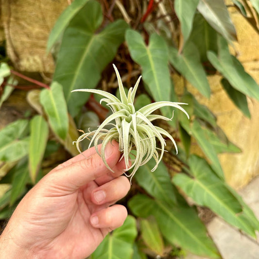 Tillandsia recurvifolia var subsecudifolia - Rainforest Flora