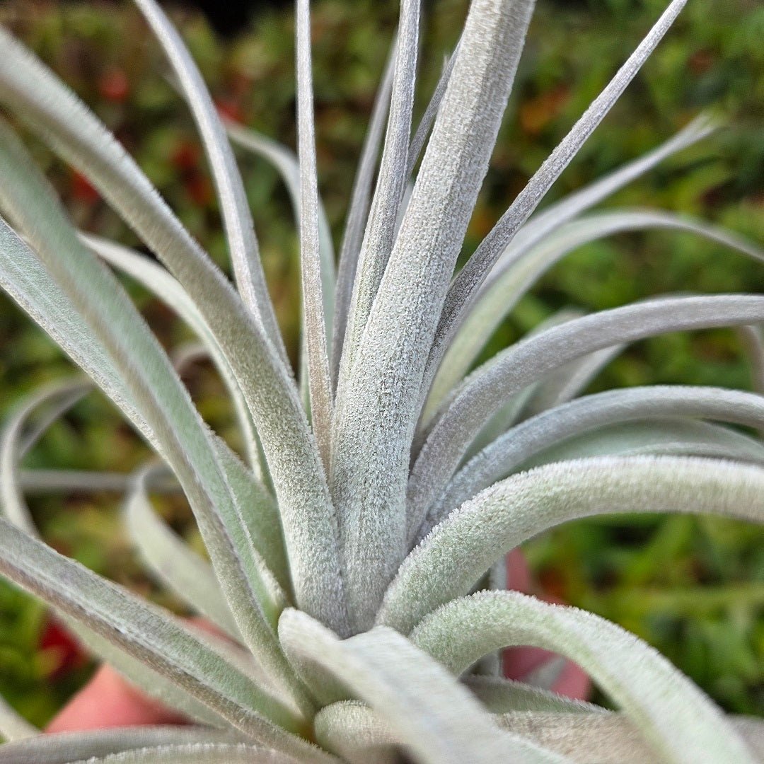Tillandsia recurvifolia x Tillandsia gardneri – Rainforest Flora