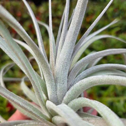 Tillandsia recurvifolia x Tillandsia gardneri - Rainforest Flora