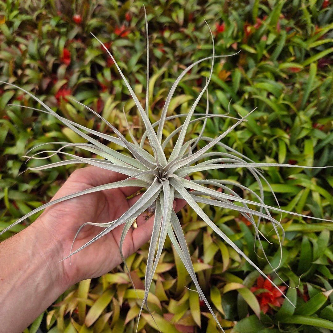 Tillandsia recurvifolia x Tillandsia gardneri – Rainforest Flora