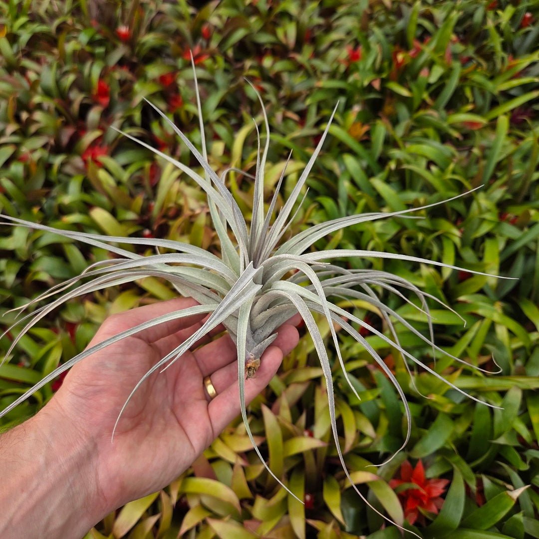 Tillandsia recurvifolia x Tillandsia gardneri – Rainforest Flora
