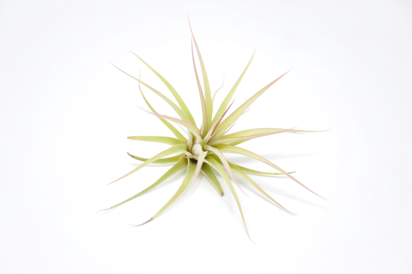 Tillandsia 'Redy's Best' - Rainforest Flora