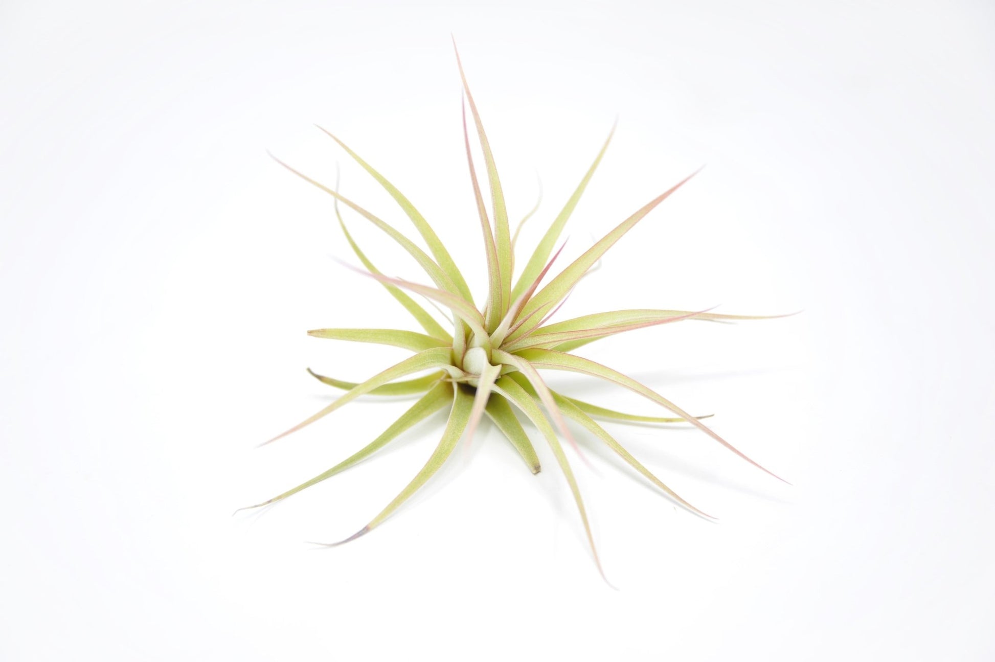 Tillandsia 'Redy's Best' - Rainforest Flora