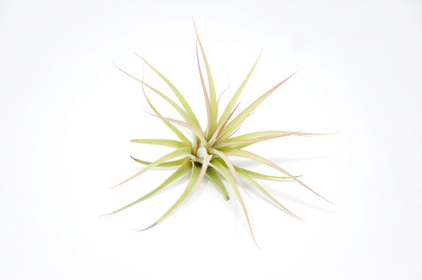 tillandsia-redys-best-