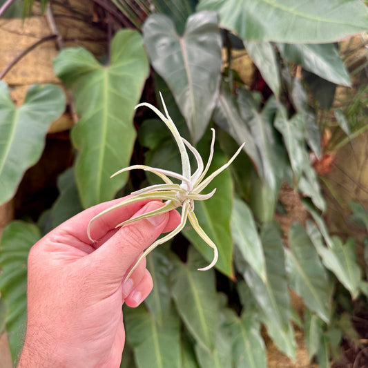Tillandsia reichenbachii - Rainforest Flora
