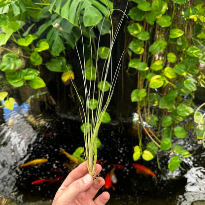 Tillandsia remota - Rainforest Flora