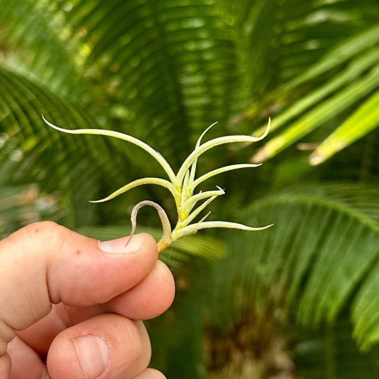 Tillandsia retorta - Rainforest Flora