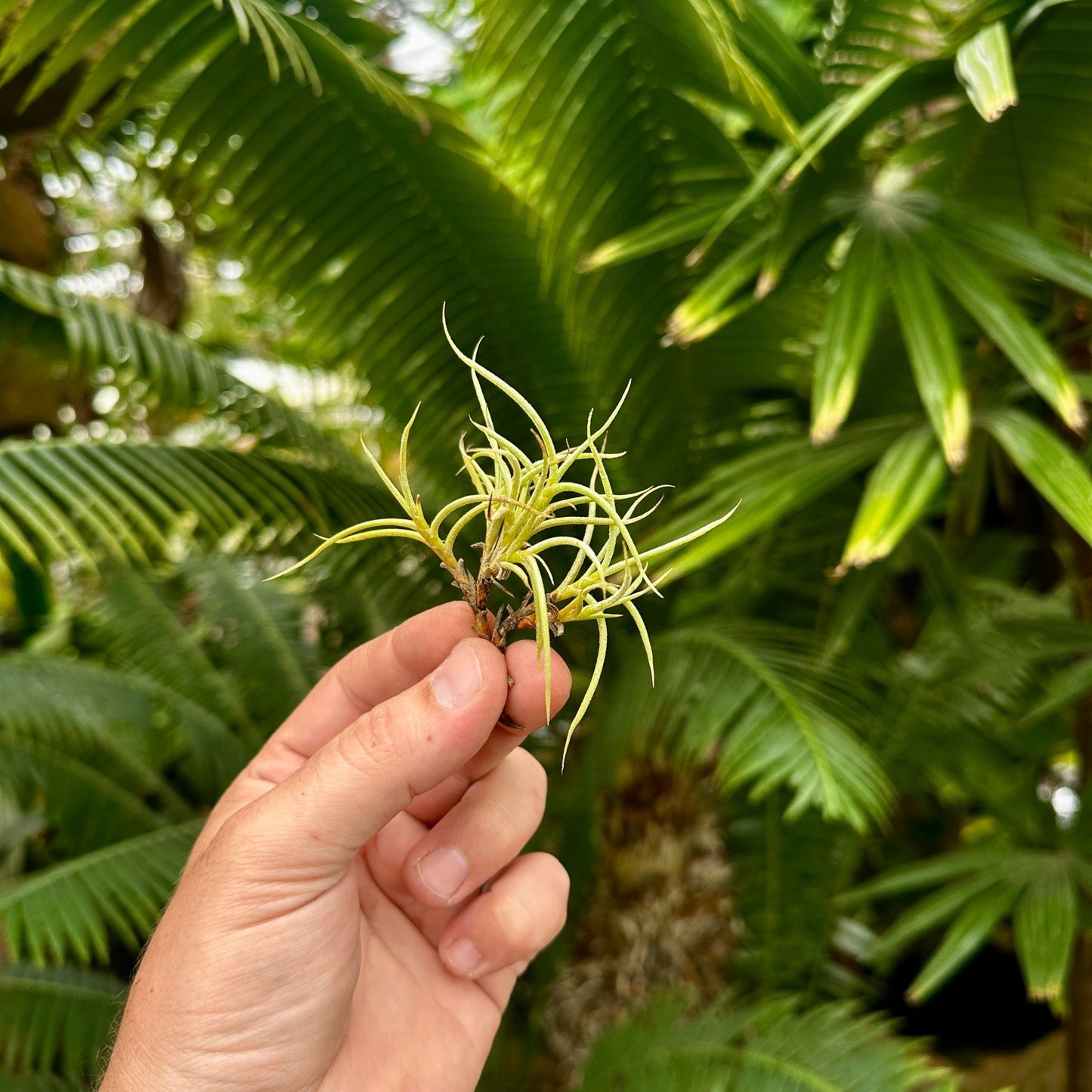 Tillandsia retorta - Rainforest Flora
