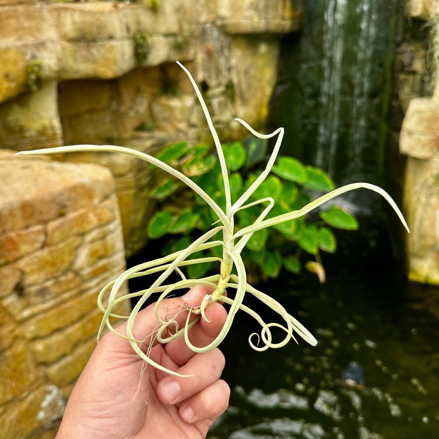 Tillandsia retrorsa - Rainforest Flora