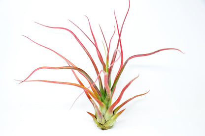 Tillandsia 'Rex' - Rainforest Flora