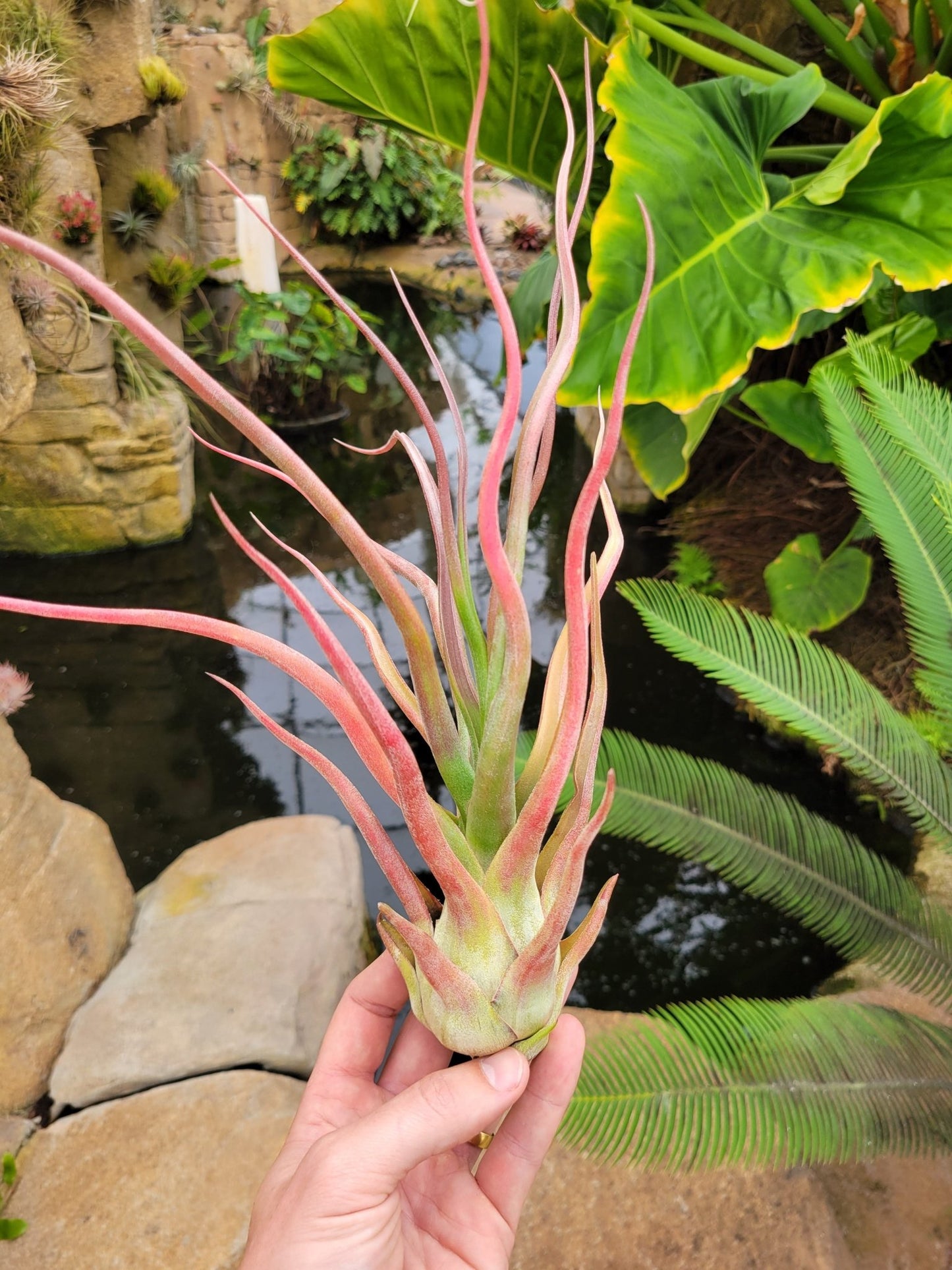 Tillandsia 'Rex' - Rainforest Flora