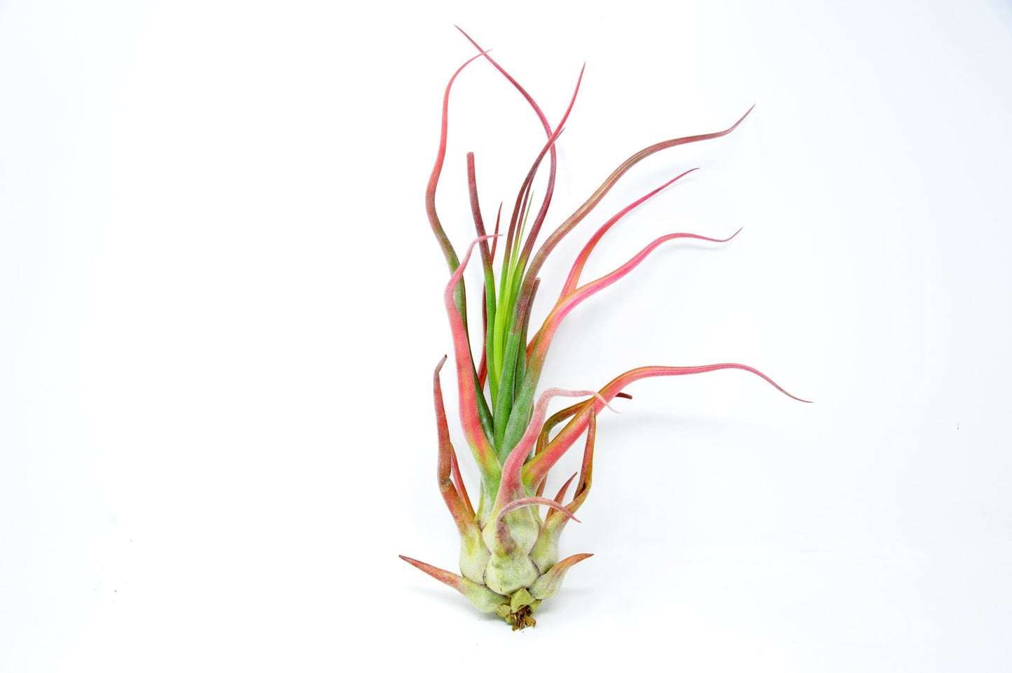 Tillandsia 'Rex' - Rainforest Flora