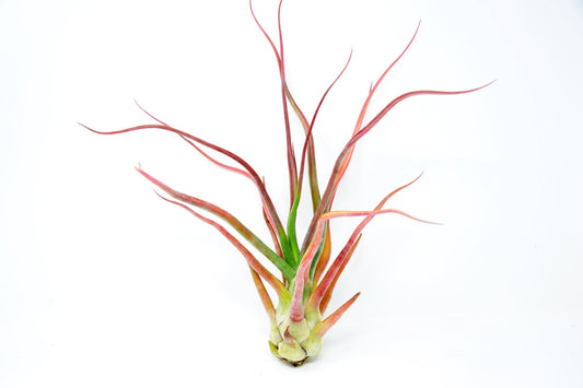 Tillandsia 'Rex' - Rainforest Flora