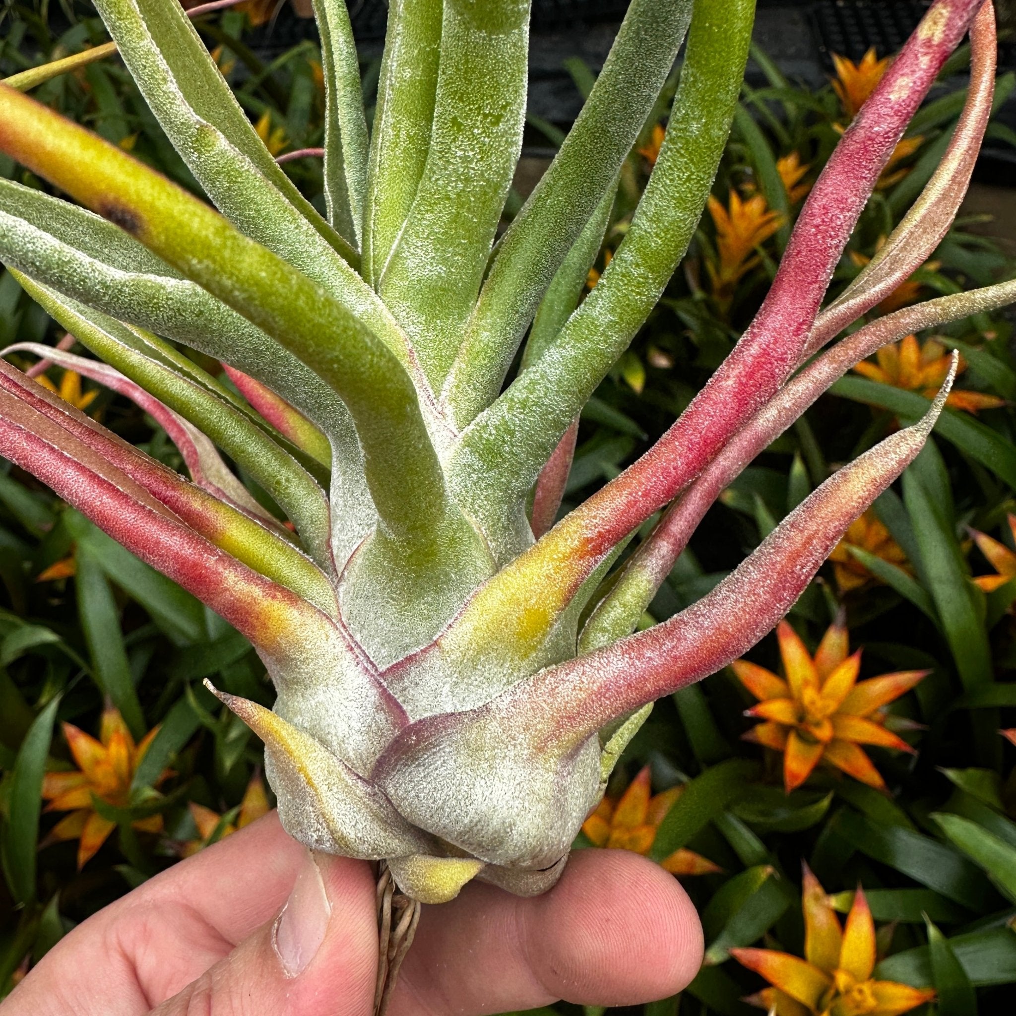 Tillandsia 'Rex' (T. 'Showtime' x T. 'Gorgon') – Rainforest Flora