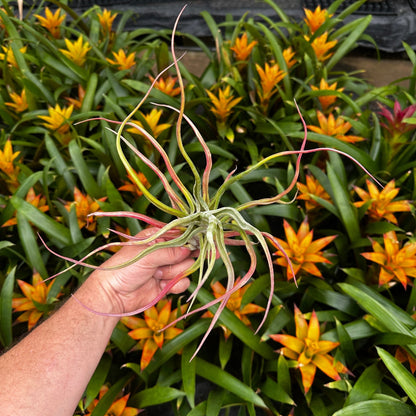Tillandsia 'Rex' (T. 'Showtime' x T. ‘Gorgon') - Rainforest Flora
