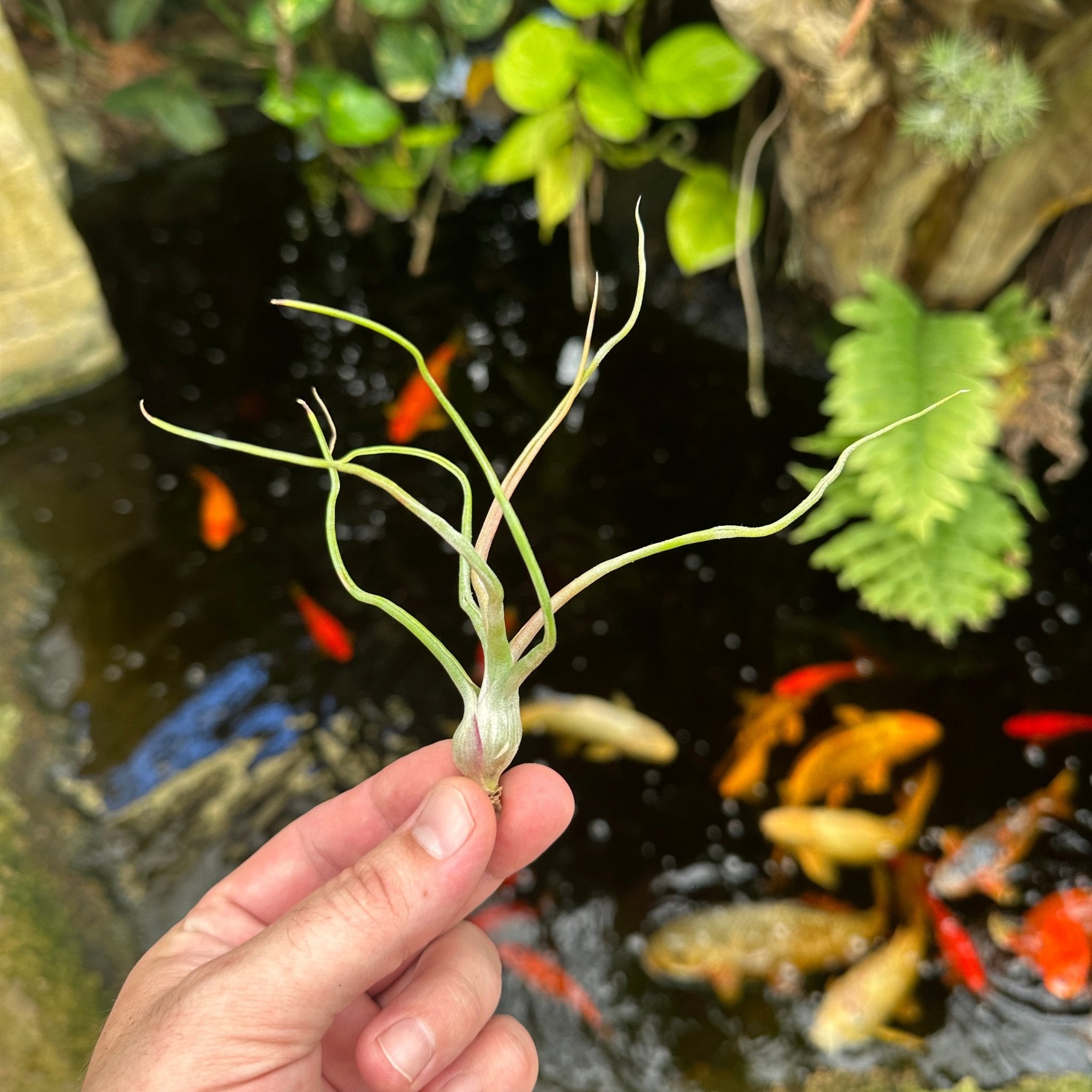 Tillandsia 'Rex' (T. 'Showtime' x T. 'Gorgon') – Rainforest Flora
