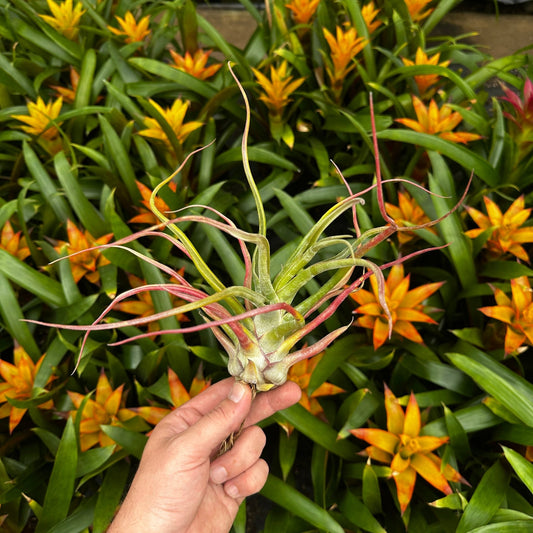 Tillandsia 'Rex' (T. 'Showtime' x T. ‘Gorgon') - Rainforest Flora
