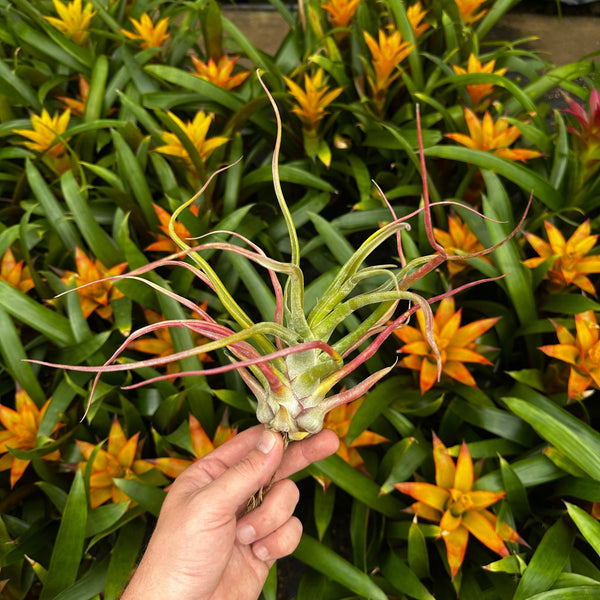 Tillandsia 'Rex' (T. 'Showtime' x T. 'Gorgon') – Rainforest Flora