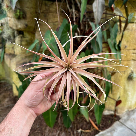 Tillandsia riohondoensis - Rainforest Flora
