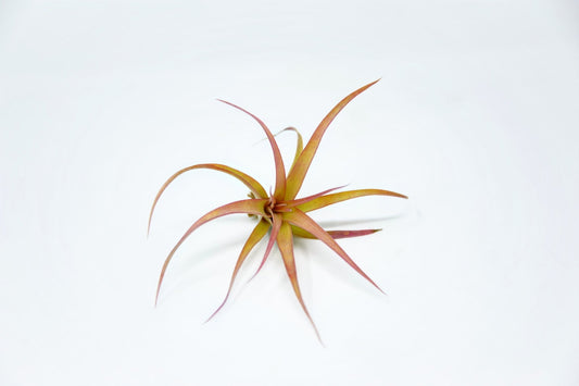 Tillandsia rothii - Rainforest Flora