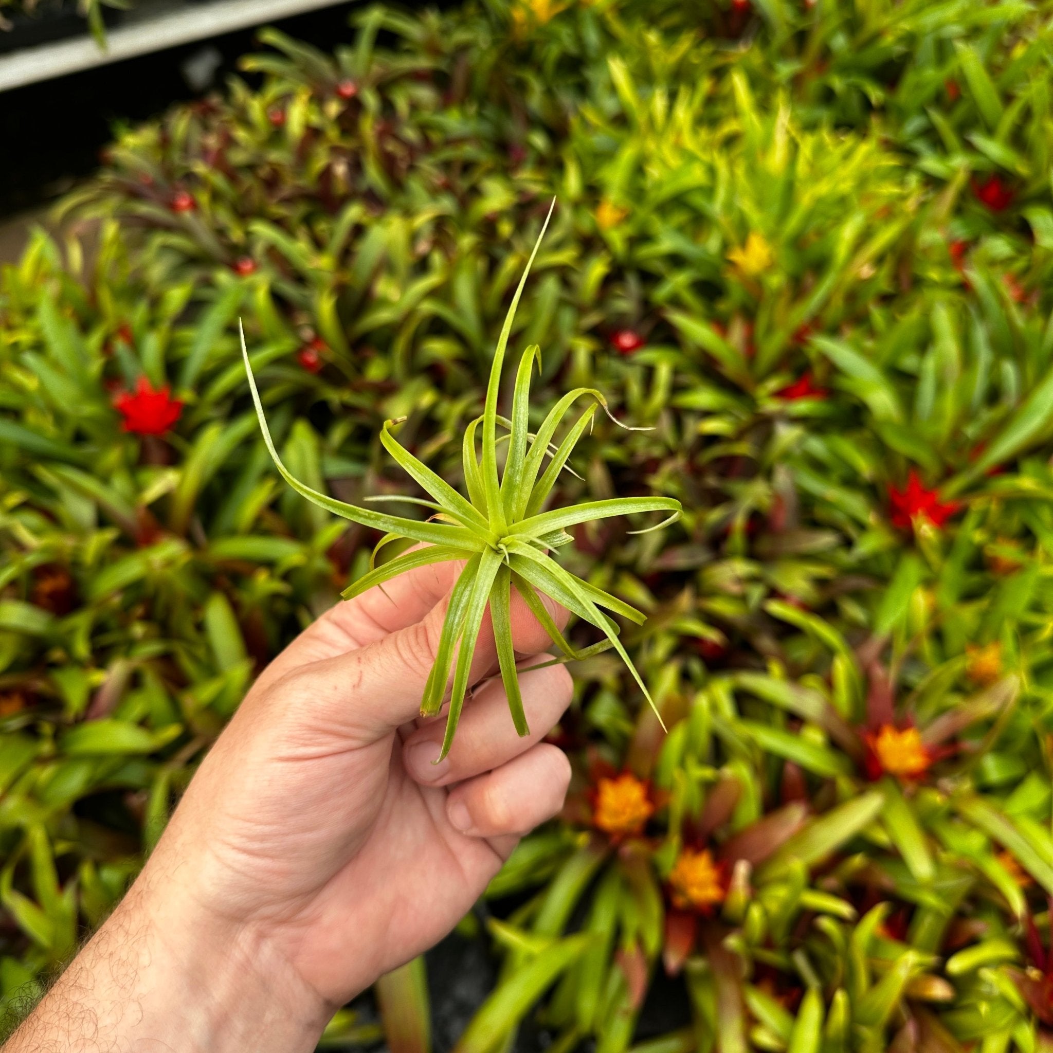 Tillandsia rothii – Rainforest Flora