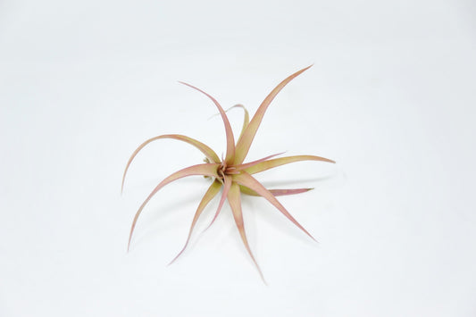 Tillandsia rothii - Rainforest Flora